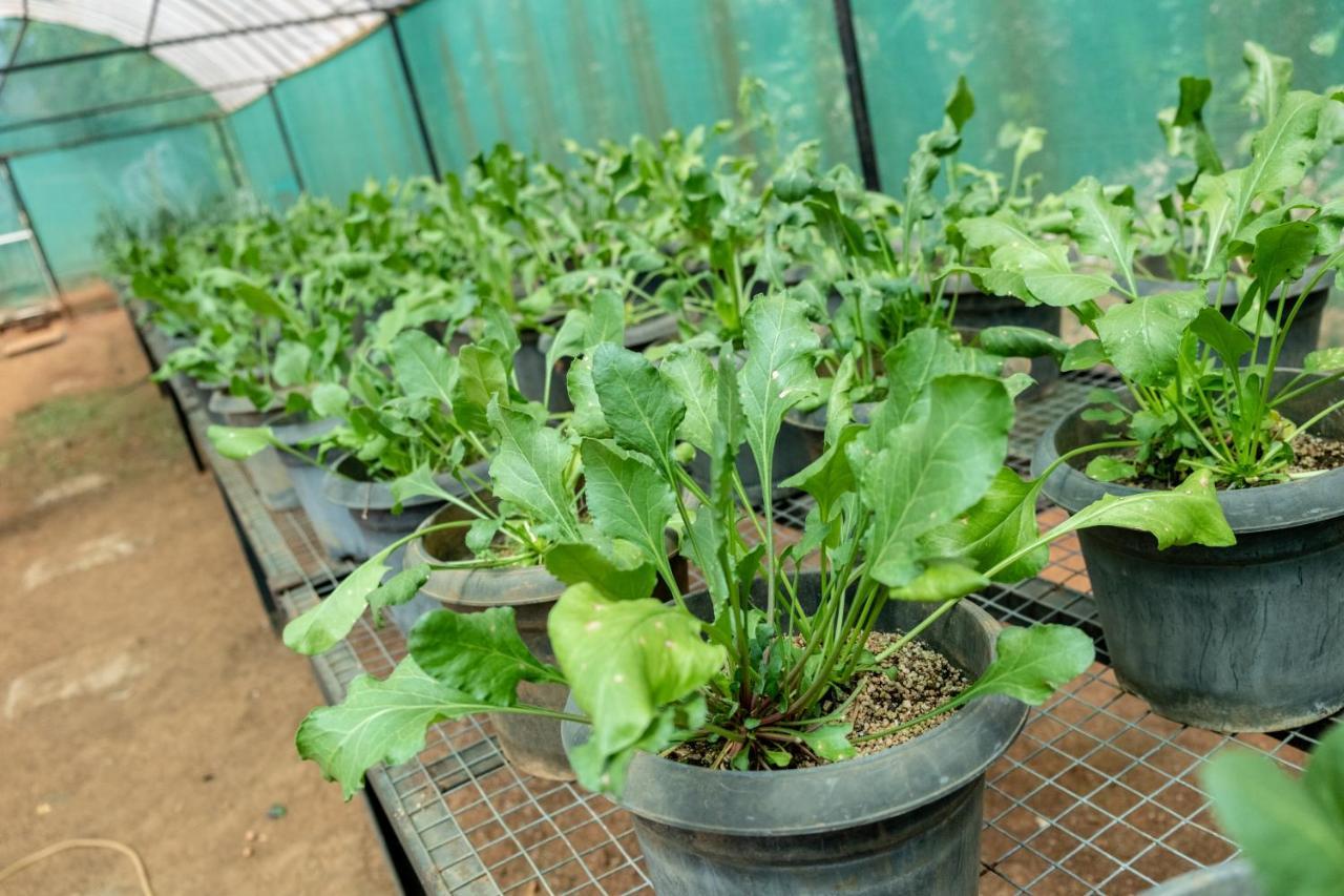 Mangaal Farmstay Goa Vichondrem Екстериор снимка