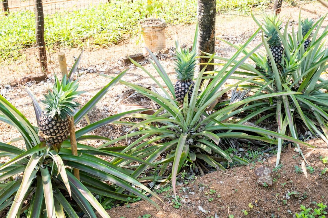 Mangaal Farmstay Goa Vichondrem Екстериор снимка
