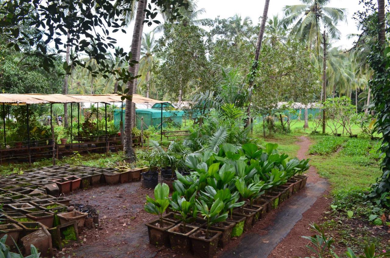 Mangaal Farmstay Goa Vichondrem Екстериор снимка